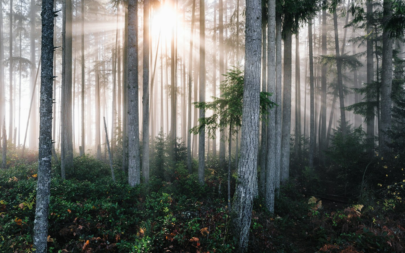 Światło wpadające pomiędzy drzewa — fotografia ilustracyjna